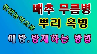 [텃밭농부.828]  배추무름병. 뿌리혹병 천연농약으로 예방 및 치료방제 #배추재배