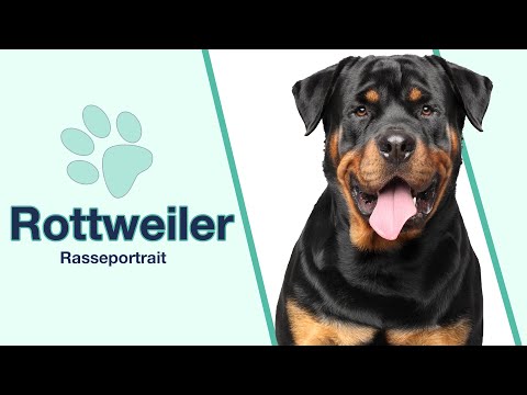 Rottweiler im Rasseportrait | Perfekt als Diensthund?