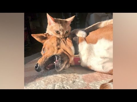 Funny DOGS AFRAID of CATS! Who is THE MASTER in the HOUSE?
