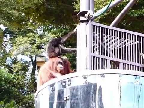 orangutan gibbon hat.