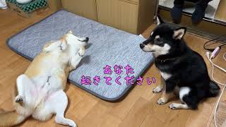 てんちゃん、ルウちゃんに説教される（笑）　【短編】　太郎の犬モノガタリ第473.5話