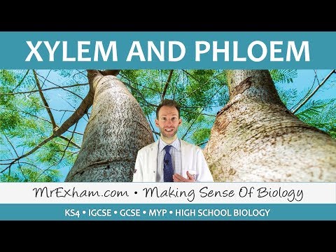 Transport in plants - Xylem and Phloem - GCSE Biology (9-1)
