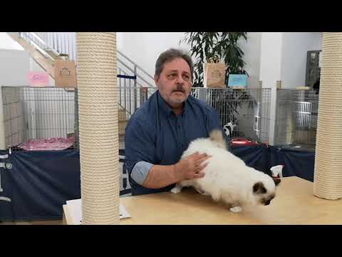 European Ring mit Lady Emily - Judge Eduardo Borras ( Spain)