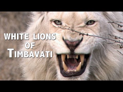 WHITE LIONS
