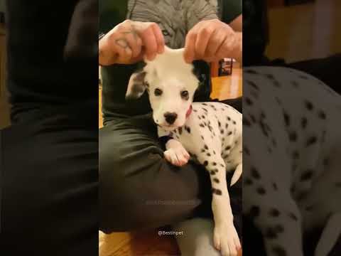 Les chiens sont des idiots partie 135