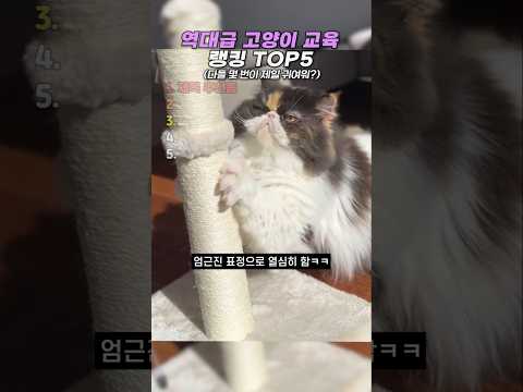 역대급 고양이 교육 랭킹 TOP5