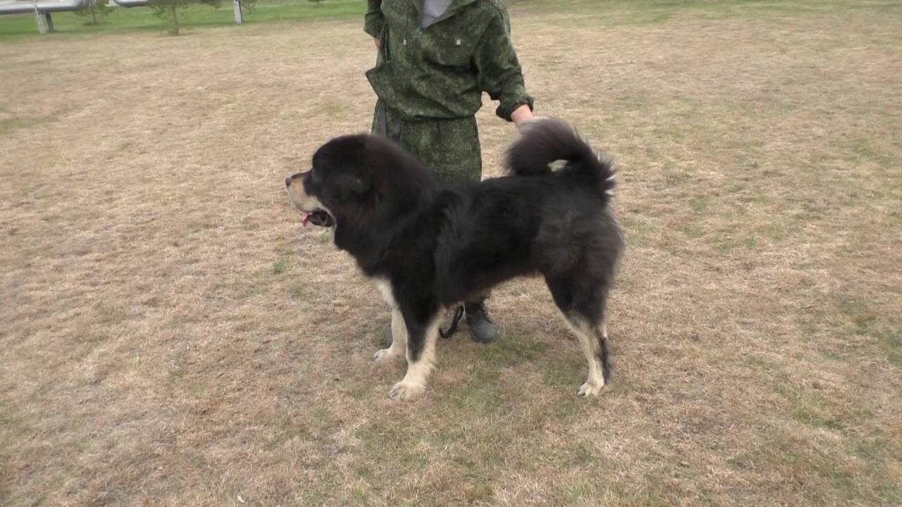 Тибетский мастиф Барон