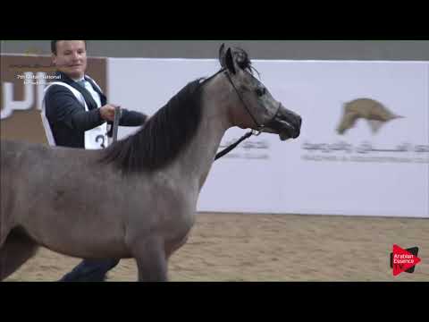 N.32 LOJAIN ALNAAMAN - 2019 Qatar Individuals - Yearling Fillies (Class 1B) .mp4