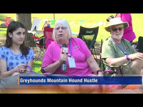 Greyhounds in Gatlinburg