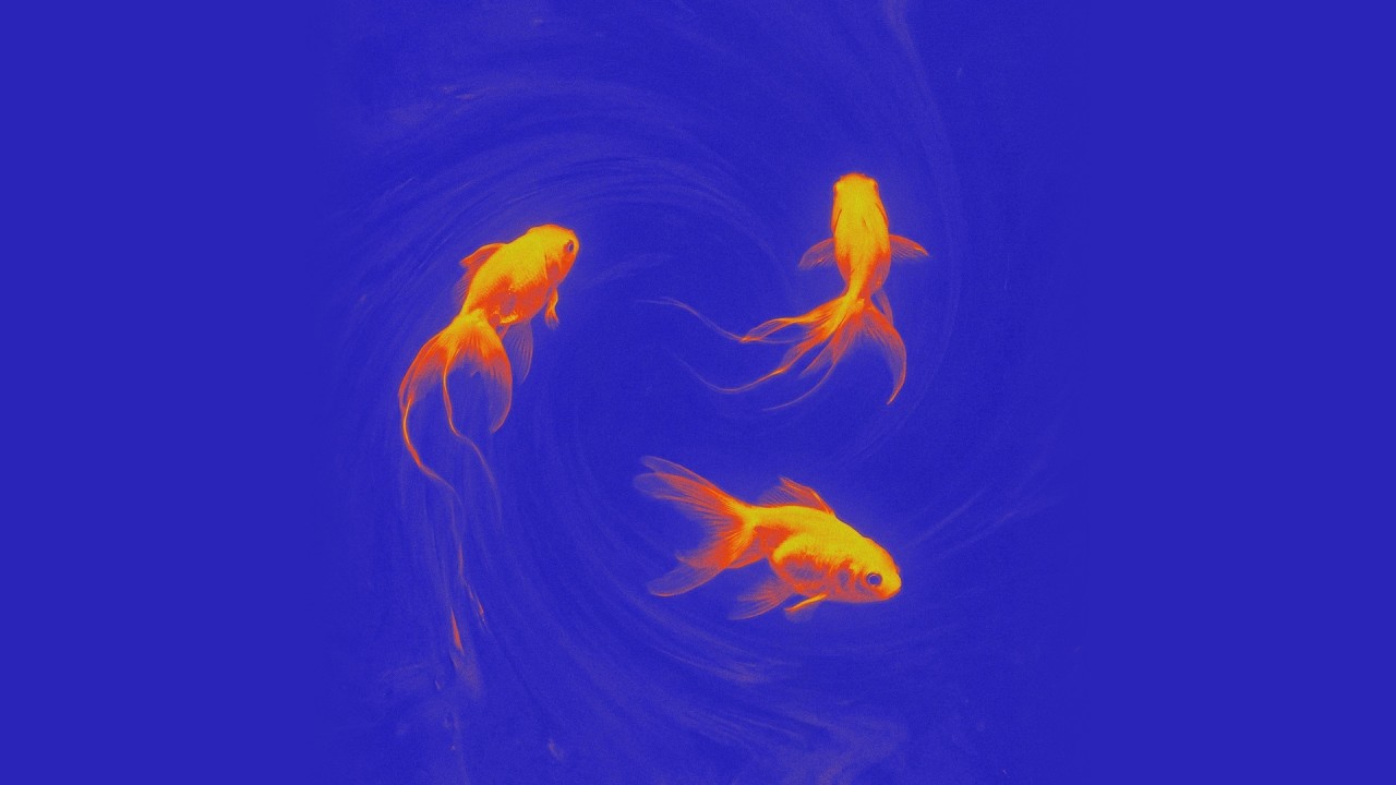 Halodayı & Jefe - geçmez sandın