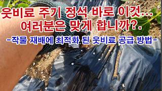 웃비료 주기 정석 바로 이것... 여러분은 맞게 합니까?(웃거름, 추비, 덧거름, 기비, 밑거름, 밑비료 등…