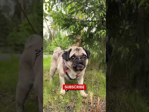 🐶🌲 الجرو الضائع في الغابة... وما اكتشفوه هناك كان مفاجأة! 😱 #shorts #viralvideo