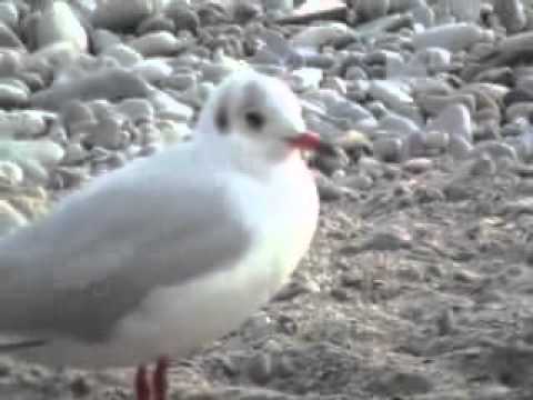 Souvenir de Nice + Cocoa Tea music_13_03_2011_hchicha