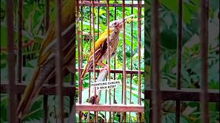 Download lagu Pijantung Gunung Beset nembak Panjang #kicaumania #pijantunggunung #pancinganpijantung #shortvideo mp3