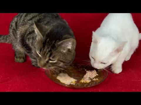 My cats eating wet food with egg yolk