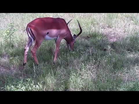 Djuma: Impala ram - 13:28 - 01/16/2023