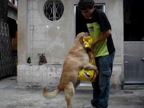 Cachorro Tarado &quot;come&quot; o saco de ração sem abri-lo( Tony Ramos Barbosa)