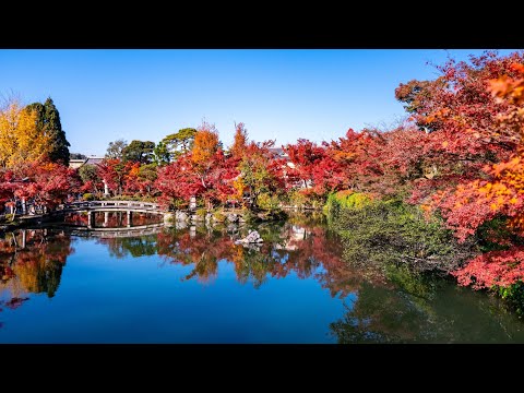 京都の紅葉2023 ライブ配信 永観堂