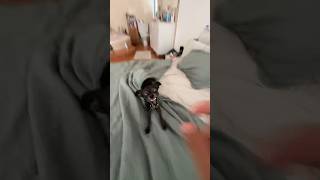 Download lagu Niki have a new boyfriend😱😱😱 mp3