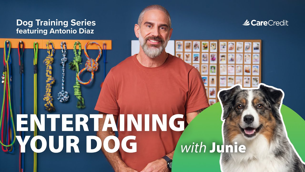 CCWellU-Video-Entertaining Dog