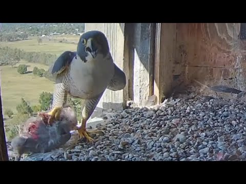 Diamond brings breakfast prey after Girri fledged | FalconCam Project | Dec 18, 2025