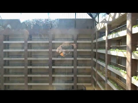 Daylight Take: Otis Series M2 Traction Atrium Elevators at Hilton Anatole in Dallas, TX.