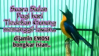 Download lagu suara siulan pagi hari tledekan gunung memanggil lawan di jamin bongkar isian mp3