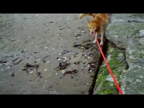 Teddy at wollaston beach in quincy mass.