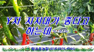 홍고추 지지대 ~ Y자 고추지지대 장점이 있으나 나중에 시도해 봐야 되겠다