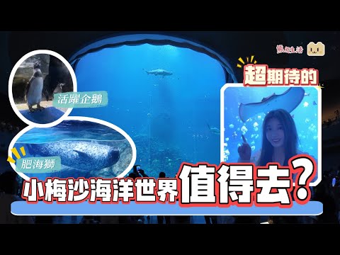 深圳最大型海洋主題公園「小梅沙海洋世界」隆重登場｜全國最大圓柱魚缸上演沙甸魚風暴｜肥嘟嘟嘅海獅｜可愛小企鵝｜近距離互動魔鬼魚｜震撼眼球白鯨魚｜美人魚表演｜水母館｜深圳市鹽田區｜親子好去處｜拍拖打卡景點