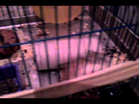 Hamster Asiatic Pitic :))