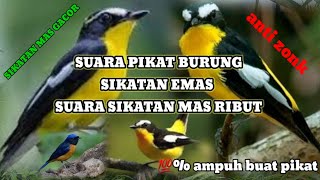 Download lagu suara pikat burung sikatan emas di jamin ampuh mp3 Download lagu suara pikat burung sikatan emas di jamin ampuh mp3