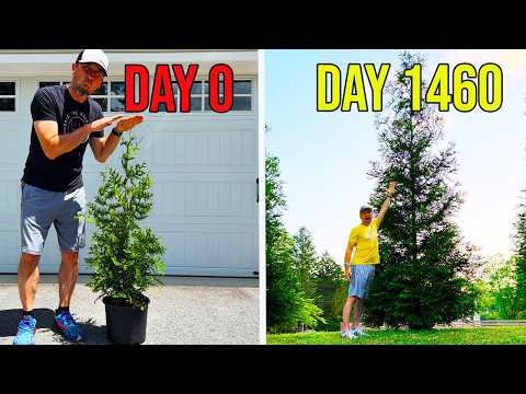 3 MISTAKES You MUST AVOID Before Planting Thuja Green Giant Trees for Privacy