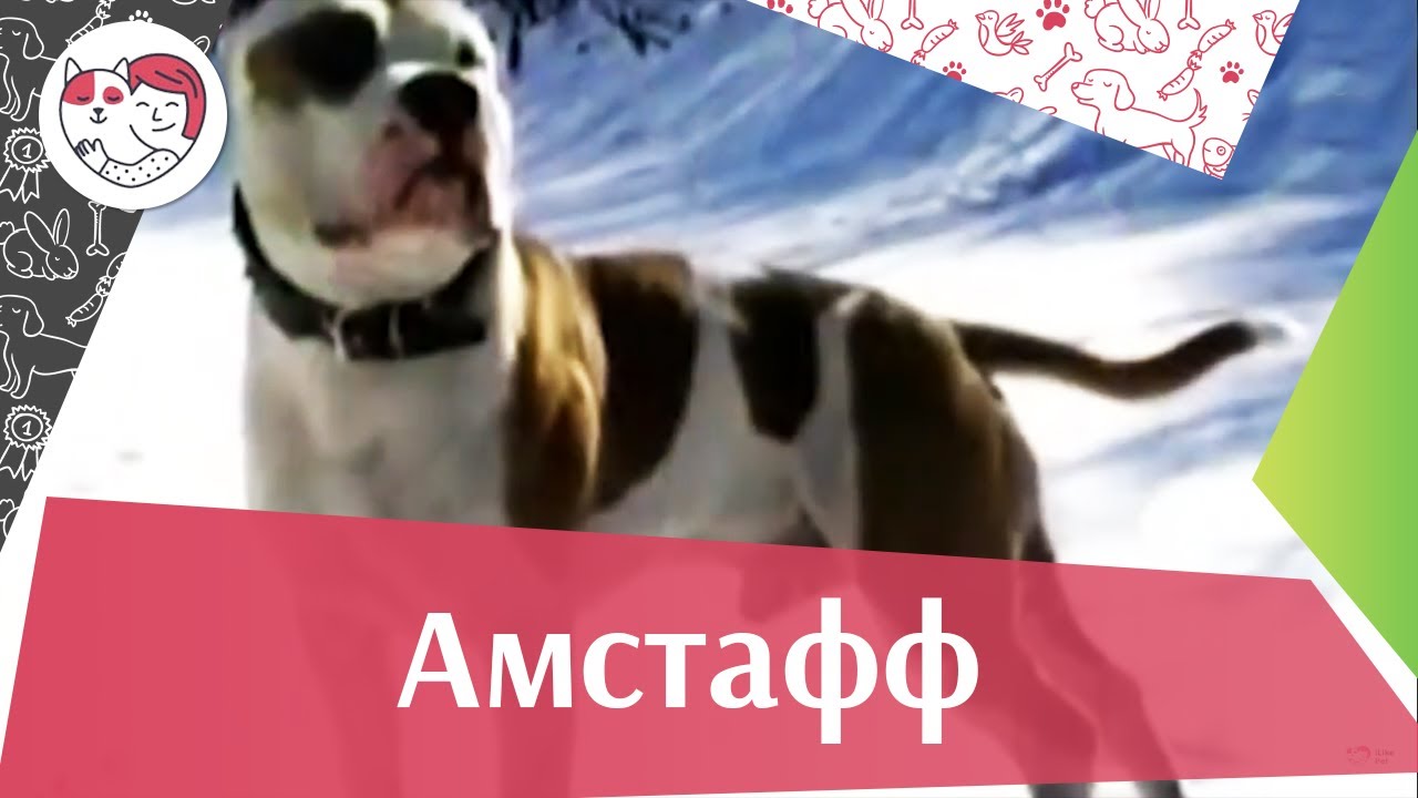 Амстаф О породе на iLikePet