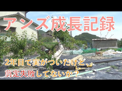 西インド産アプリコットの木 - 定義