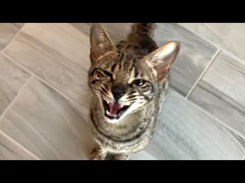 Sweet Savannah Cat Zara Meowing And Purring! Cuteness Overload #cats #cute
