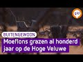 Al honderd jaar houden moeflons het gras op de Hoge Veluwe kort - BuitenGewoon