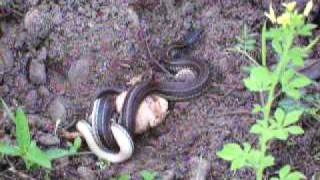 preview picture of video '¡¡ATRAPADO SIN SALIDA!! Serpiente vrs. sapo en Honduras'