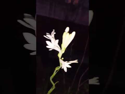 Ranjani gandha ❤️ #shorts #trending #subscribe #followforfollowback #follow #like #share #viralshort