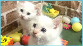 ペットショップCOO&RIKU No00703527(ラグドール)