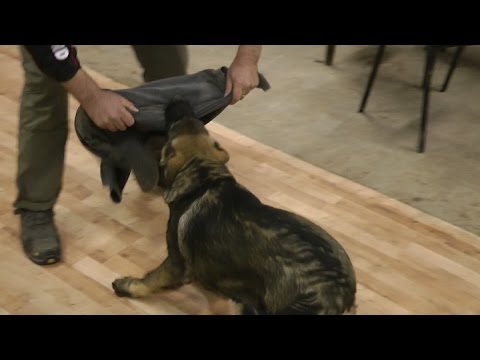IKAR Edy Bar Koch - 4mo old GSD puppy