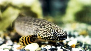 New Aquarium Fish Unboxing Fish Aquarium Hobby