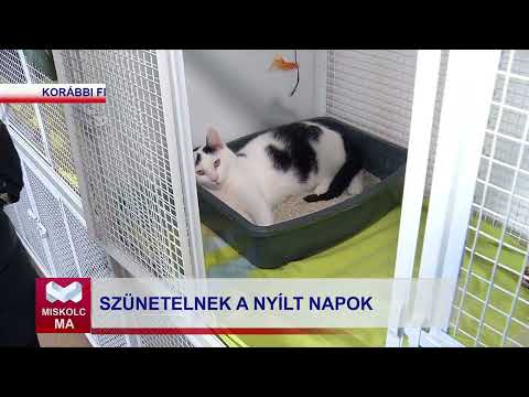 Videó előnézet