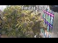 Autoflower Harvest. Critical Mass CBD and Girls Scout Cookies. #ILGM #SP6500