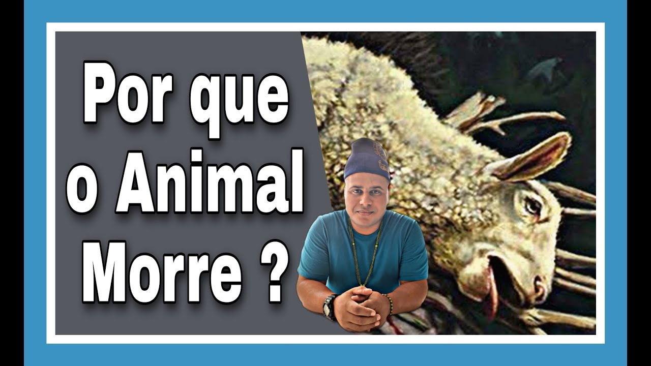 Por que matamos animais no culto dos Orixás?   #orixá #oduifa #candombléketu #ifa #sacrificioanimal