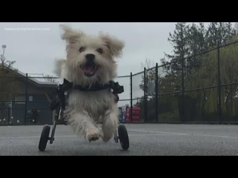 Walkin' pets create wheelchairs for dogs and pets