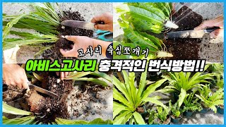 고사리를 칼로 쪼개면 생기는일!! 집에서 고사리 잘 키우는 꿀팁!!