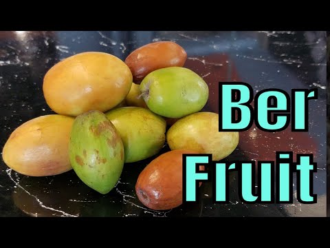 Indian Jujube Review (Ziziphus mauritiana)  - Weird Fruit Explorer Ep 303