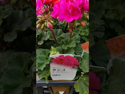 園芸 あらゆる用途に使える多年草ゼラニウム