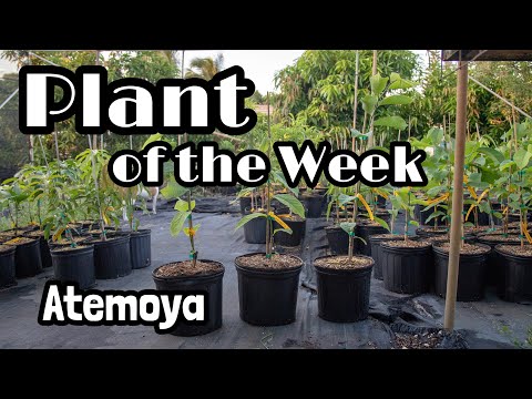 Plant of the Week | Atemoya